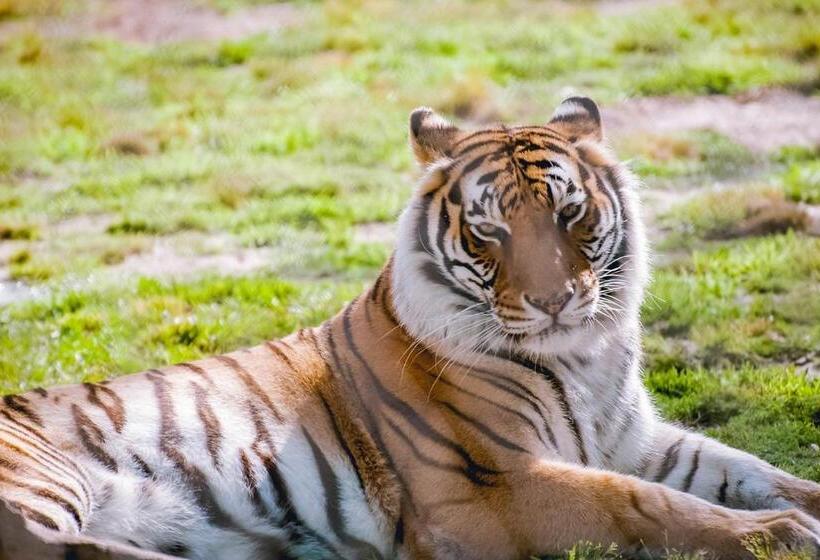 فندق Indigo Orange Beach   Gulf Shores, An Ihg