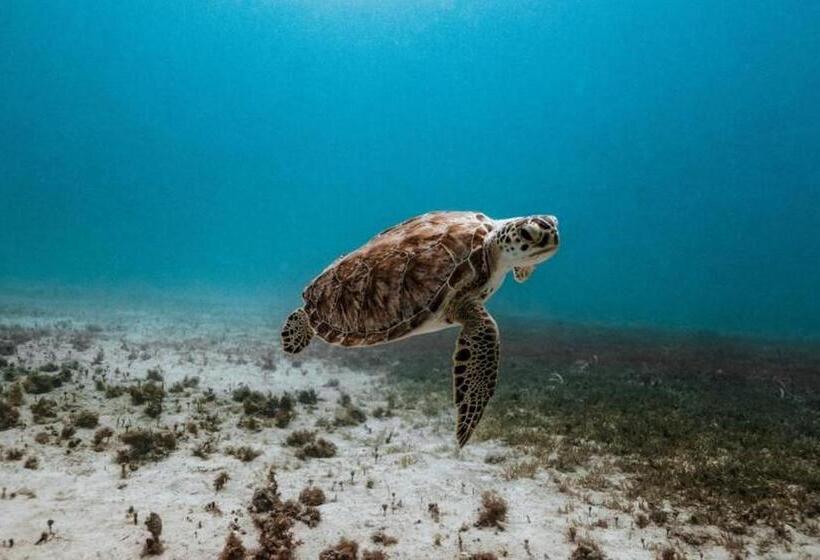 فندق Indigo Orange Beach   Gulf Shores, An Ihg