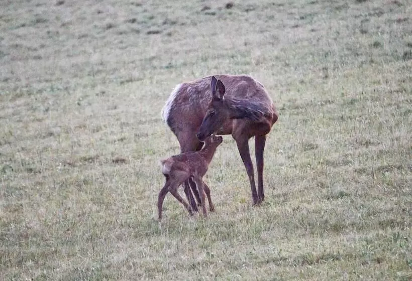 Hotelli Bear Lodge Resort