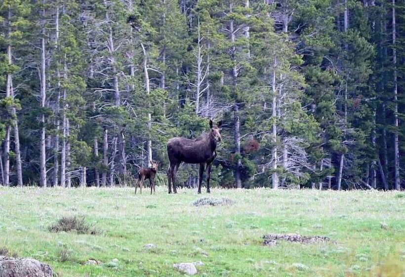 Отель Bear Lodge Resort