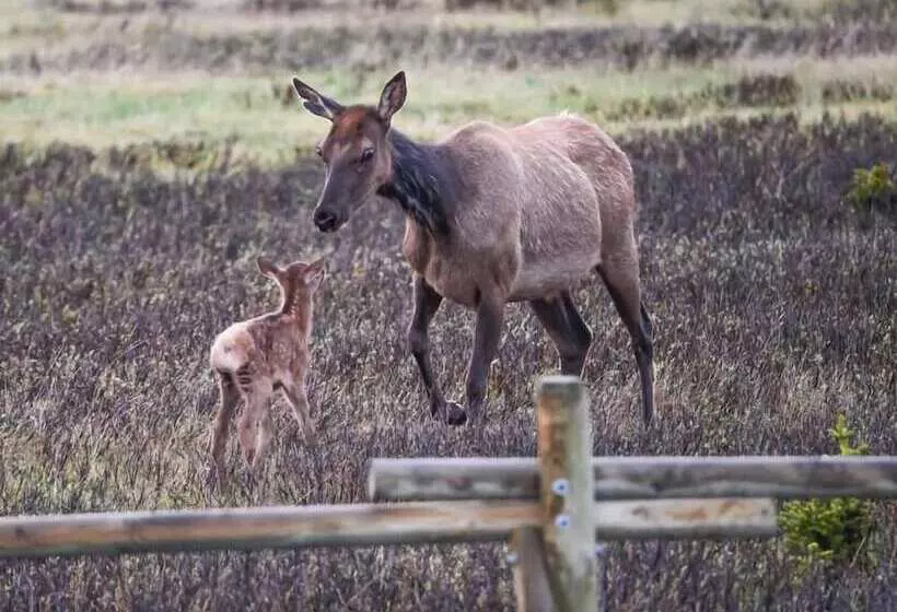 Hotelli Bear Lodge Resort