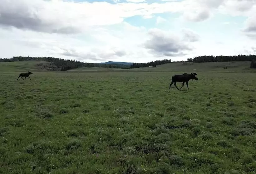 Hotelli Bear Lodge Resort