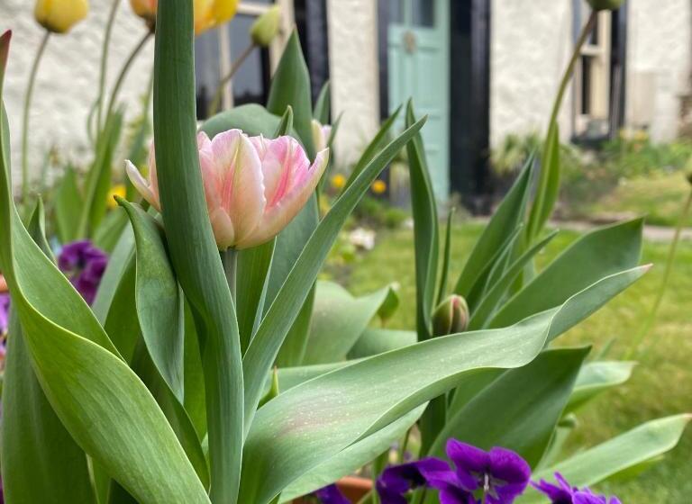 צימר Grove House