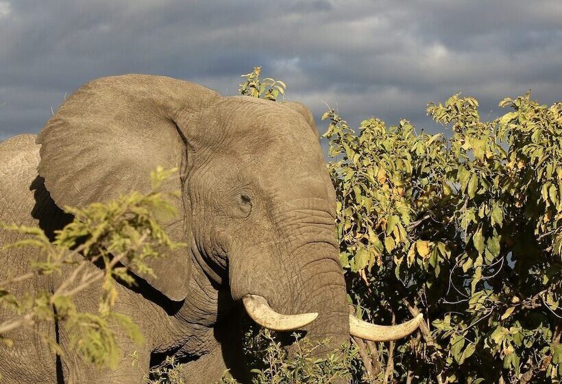 בית מלון כפרי Kambaku River Lodge