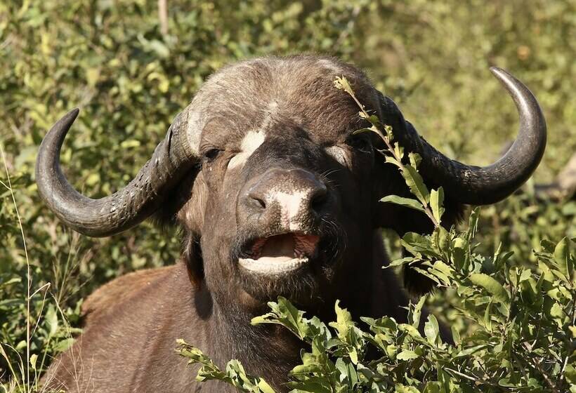 בית מלון כפרי Kambaku River Lodge