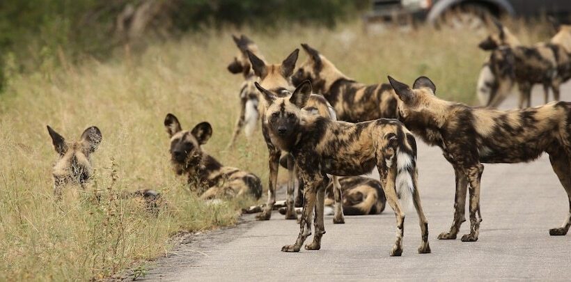 בית מלון כפרי Kambaku River Lodge
