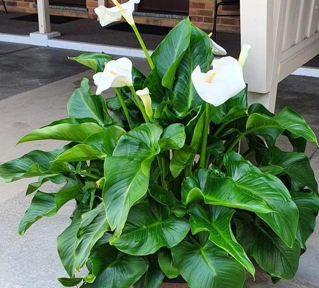 Royal Motel Tenterfield