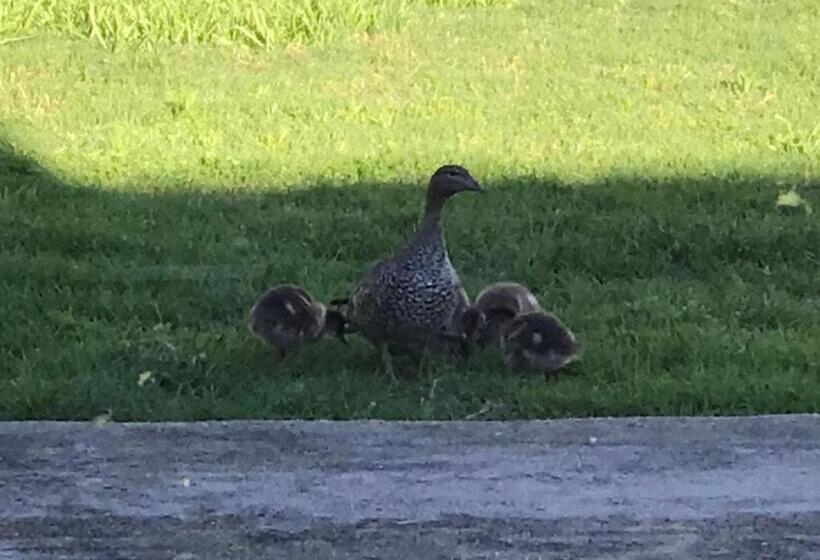 Royal Motel Tenterfield