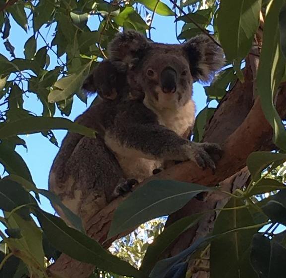 호텔 Stradbroke Island Beach