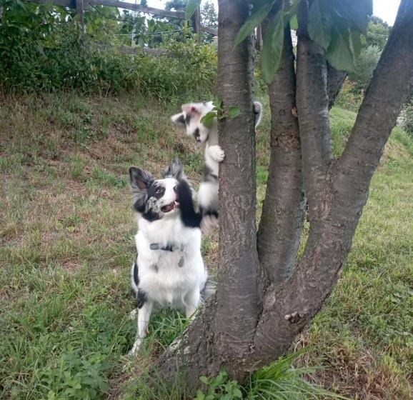 La Tana Della Volpetta   Bed & Breakfast