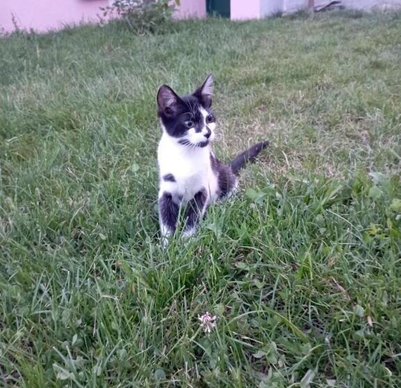 La Tana Della Volpetta   Bed & Breakfast