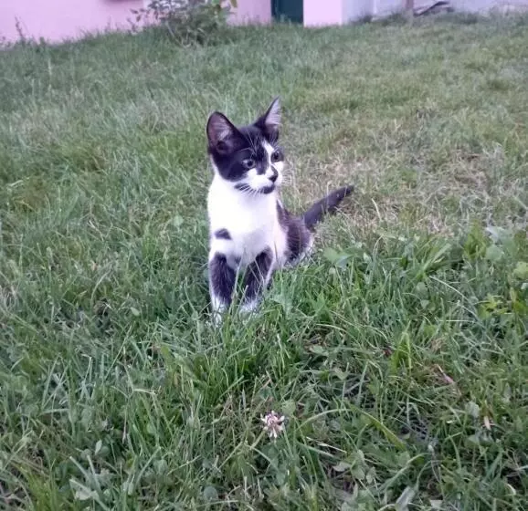 La Tana Della Volpetta   Bed & Breakfast