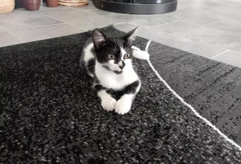 La Tana Della Volpetta   Bed & Breakfast