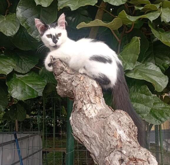 La Tana Della Volpetta   Bed & Breakfast