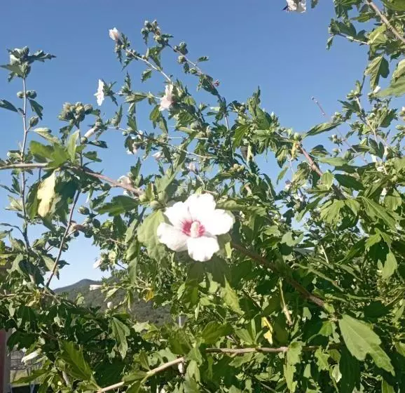 La Tana Della Volpetta   Bed & Breakfast