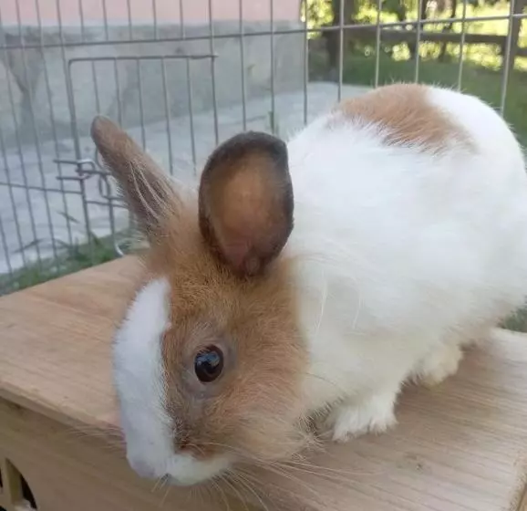 La Tana Della Volpetta   Bed & Breakfast