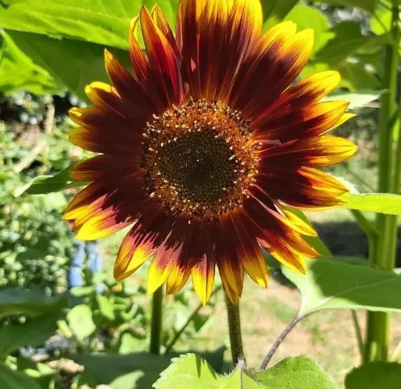 La Tana Della Volpetta   Bed & Breakfast