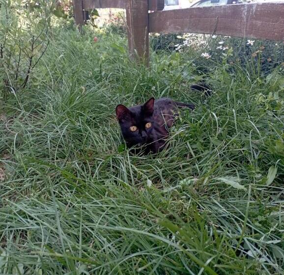 La Tana Della Volpetta   Bed & Breakfast