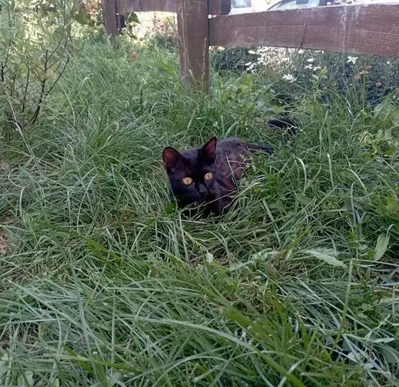 La Tana Della Volpetta   Bed & Breakfast