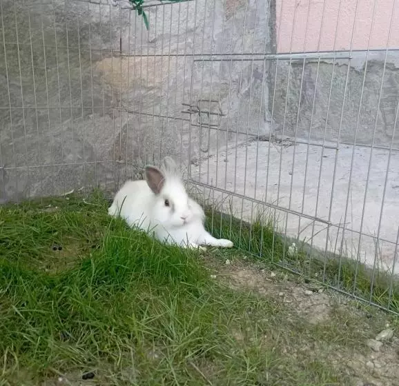 La Tana Della Volpetta   Bed & Breakfast