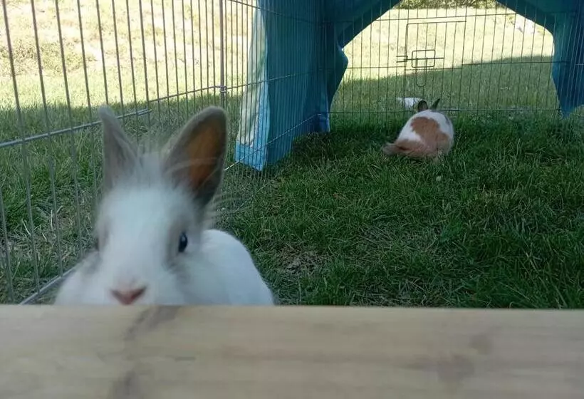 La Tana Della Volpetta   Bed & Breakfast