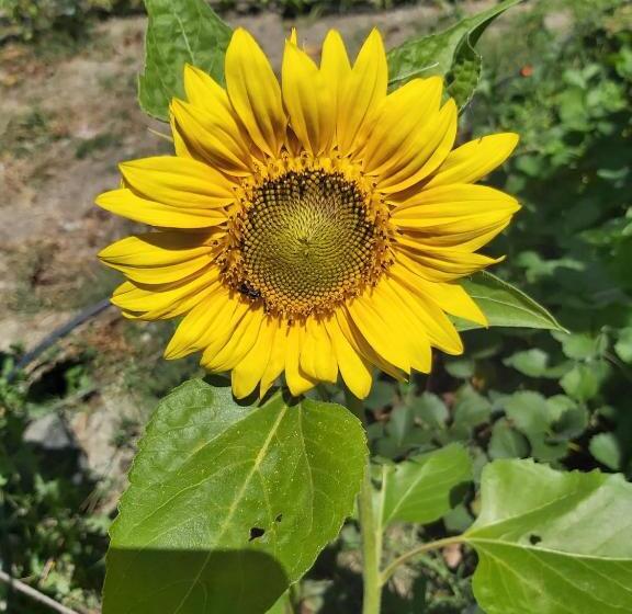 La Tana Della Volpetta   Bed & Breakfast