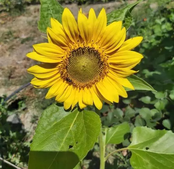 La Tana Della Volpetta   Bed & Breakfast