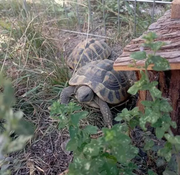 La Tana Della Volpetta   Bed & Breakfast