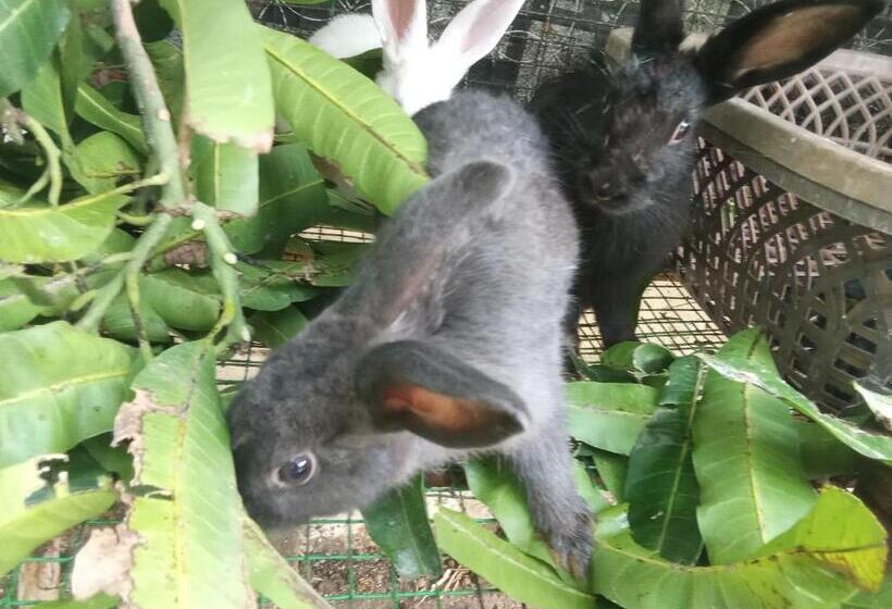 پانسیون Rafee Guest House