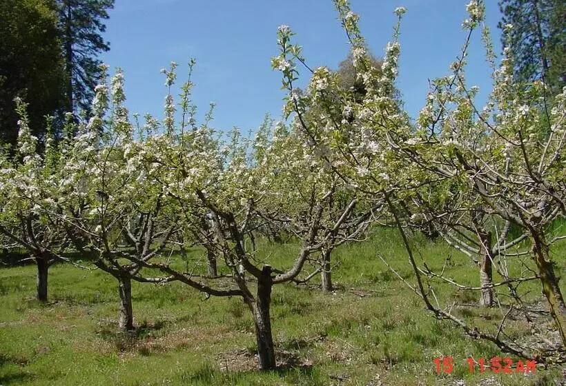 تختخواب و صبحانه Apple Blossom Inn