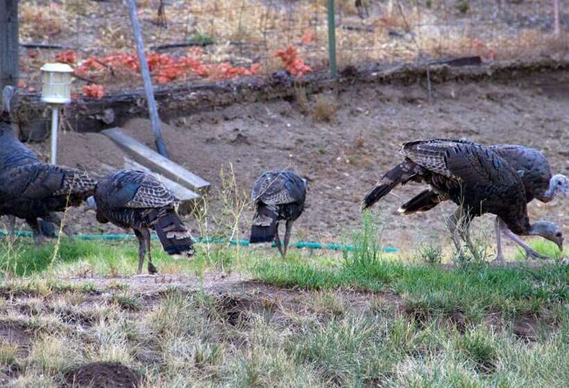 민박 Apple Blossom Inn