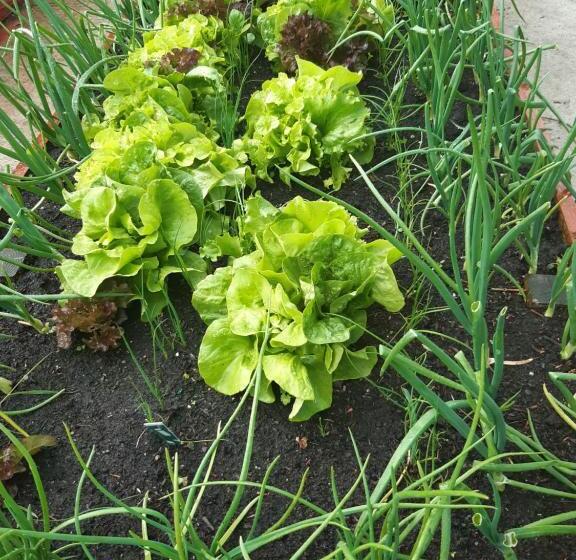 مبيت وإفطار Arch House