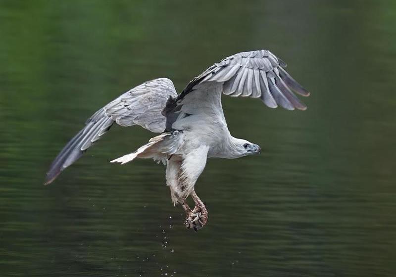 Отель Arthur River Holiday Units