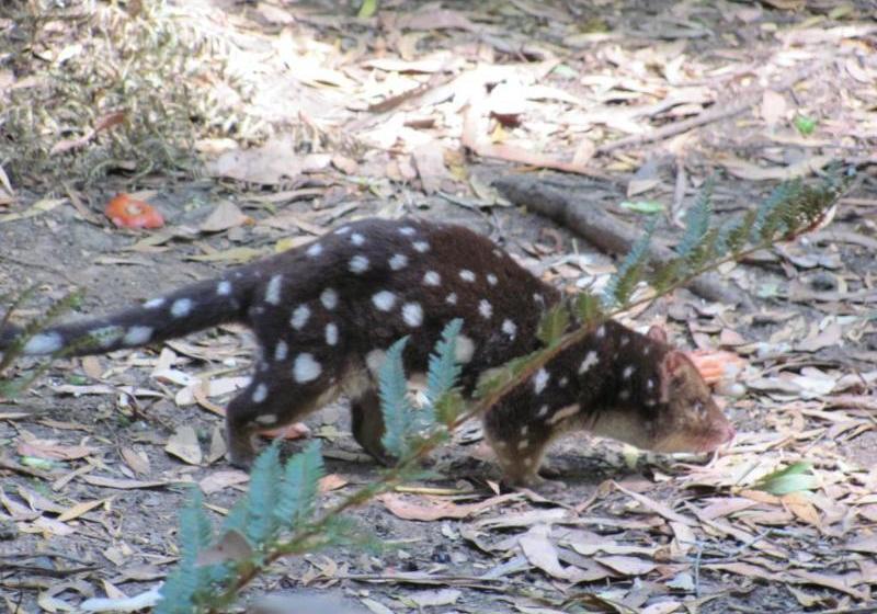 Отель Arthur River Holiday Units