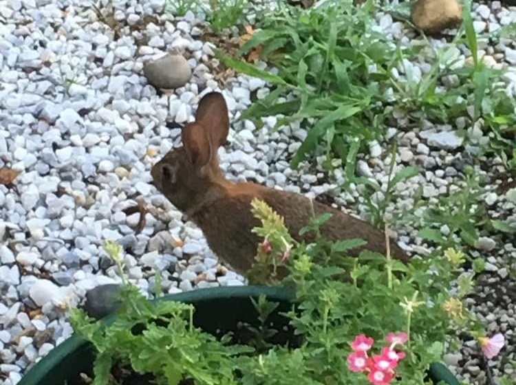 Oakcliff Bed And Breakfast