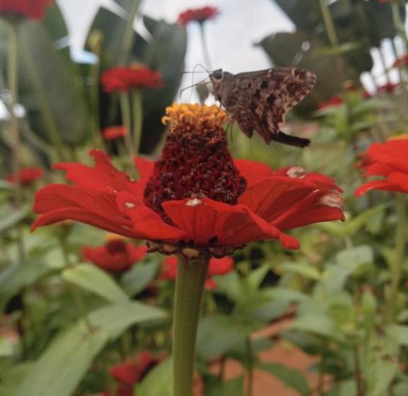 Отель Pousada Chácara Luz Da Lua
