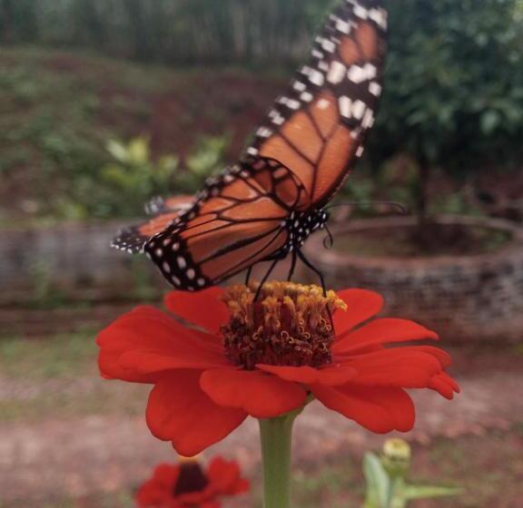 Отель Pousada Chácara Luz Da Lua