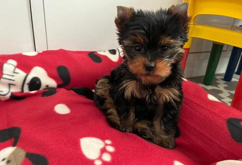 ユースホステル Pousada Biônica