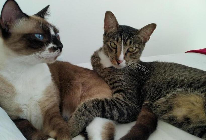 ユースホステル Pousada Biônica