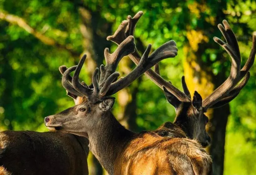 ペンション Stuga   Ulvereds Hjorthägn