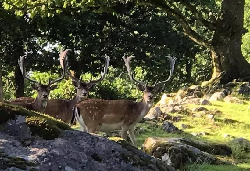 ペンション Stuga   Ulvereds Hjorthägn