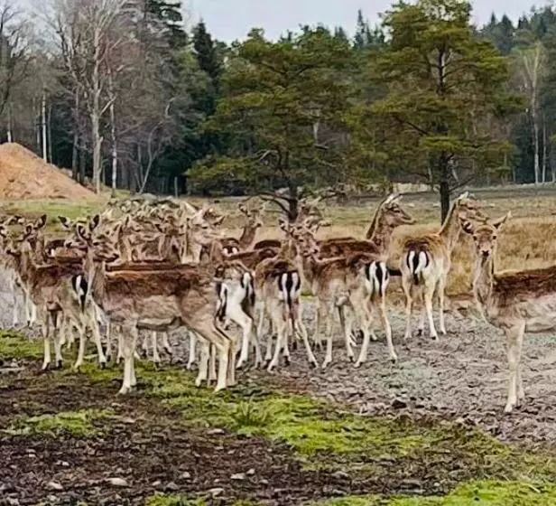 ペンション Stuga   Ulvereds Hjorthägn