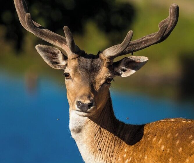 بنسيون Stuga   Ulvereds Hjorthägn