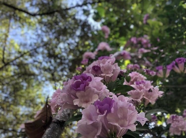 호텔 Baanchanoknunt Resort Pai