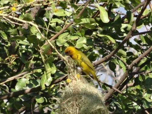 ホテル Mariepskop View