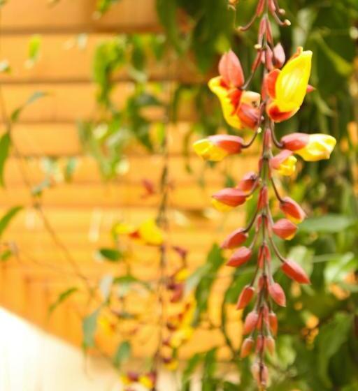 בית מלון כפרי Residence Jaguary