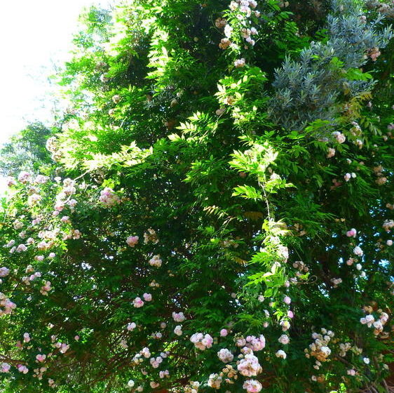 Cirali Simge Holiday Houses