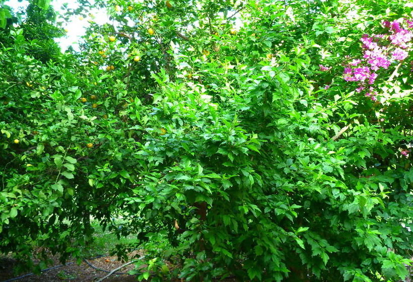 Cirali Simge Holiday Houses