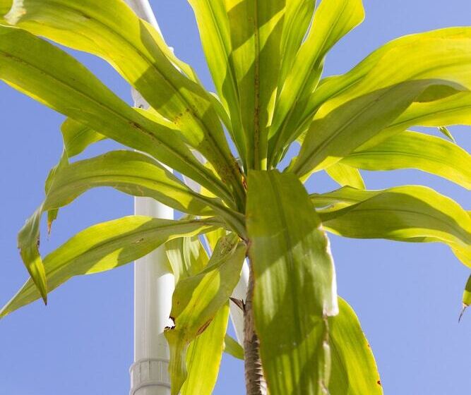 تختخواب و صبحانه Rede Reserva Copacabana