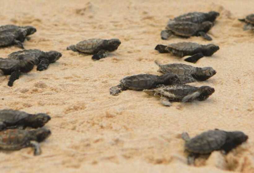 호텔 Pousada Butias